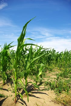 Leaves of green corn on a background sky