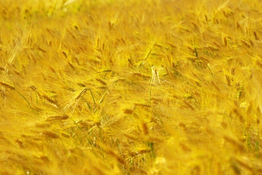 Yellow grain ready for harvest growing in a farm field