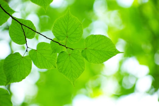 green leaves background in sunny day