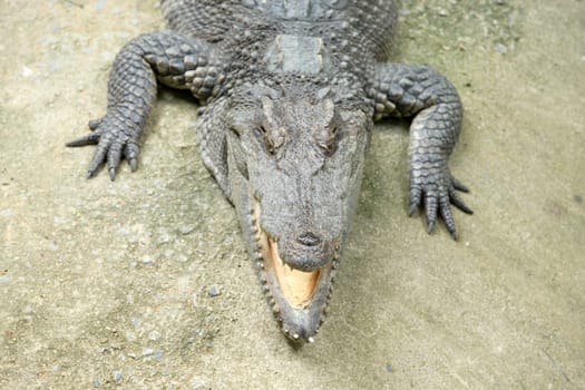Close up of an Alligator