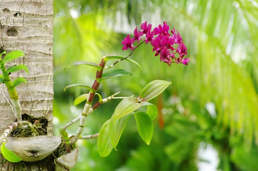 beautiful orchid on green background