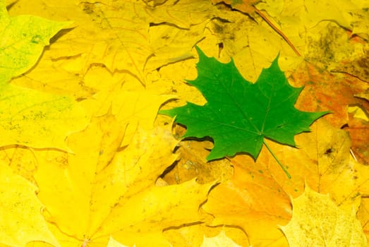 Green leaf on a background yellow