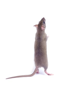 rat isolated on white background