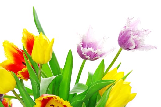 bouquet of the tulips on white background