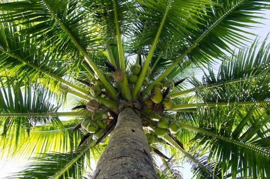 Green palm tree on blue sky background