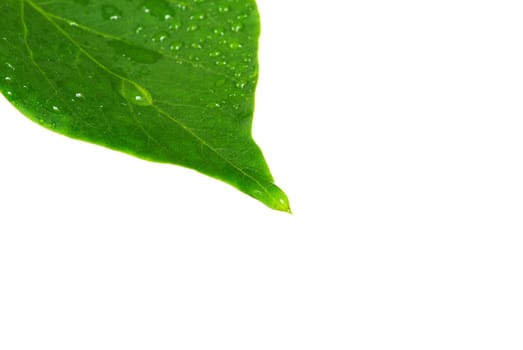 green leaves with water drops against white background