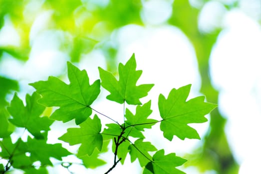 green leaves background in sunny day