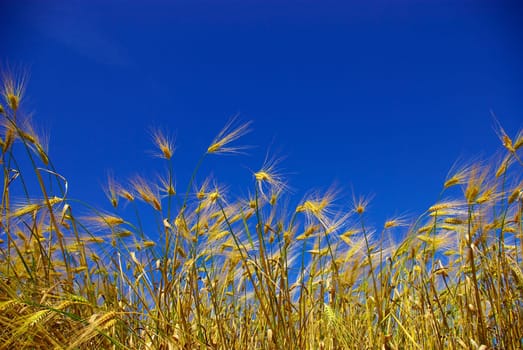 wheat ears against the blue  sky