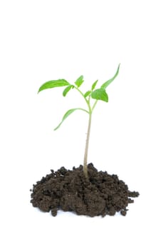 Little green plant on white background