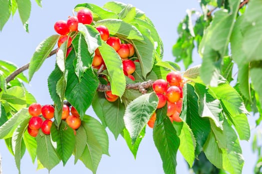 Vibrant white rainier cherry berry bunches on sunlight tree branch in summer orchard garden