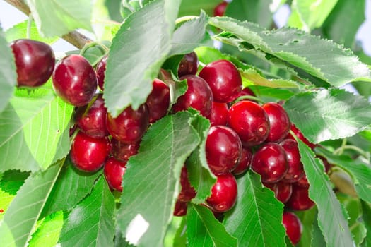 Tasty sweet cherry berry harvest in lush leafage on orchard tree branch
