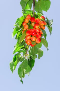 Long branch of white rainier cherry with ripe sweet juicy berries and sunlit foliage against clear blue sky