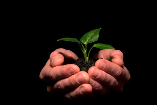 plant between hands on black