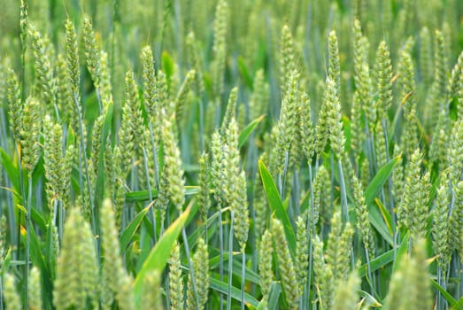 Close up shot of a green wheat field at spring