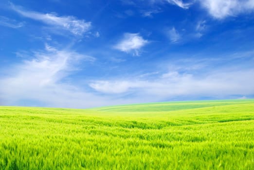 field on a background of the blue sky