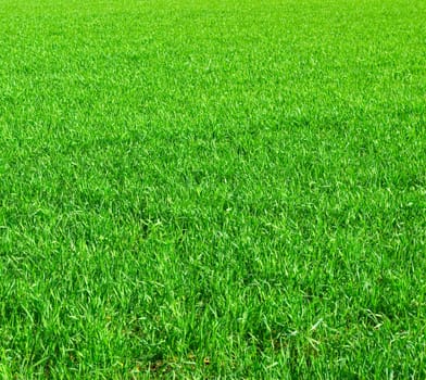 Beautiful green lawn freshly mowed