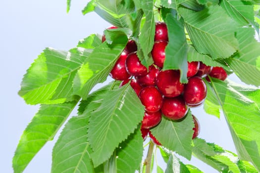 Branch of cherry tree against blue sky with foliage and dark red ripe berries