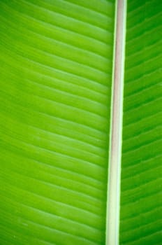 green leaf texture close up