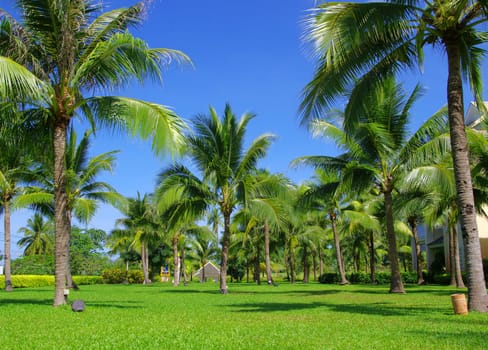 Green palm tree on blue sky background