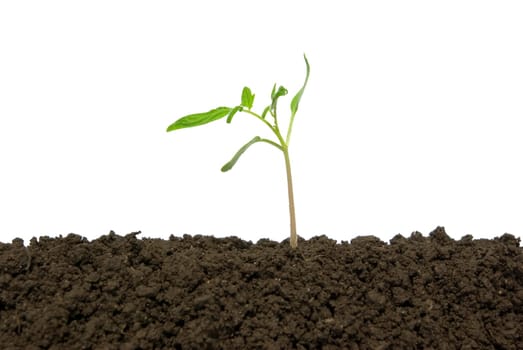 Little green plant on white background