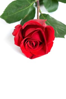 A valentine rose for your sweetheart