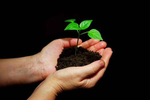 Hands holdings a little green plant