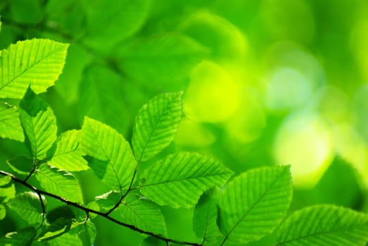 green leaves background in sunny day