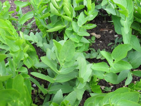 Sugar root in the vegetable garden