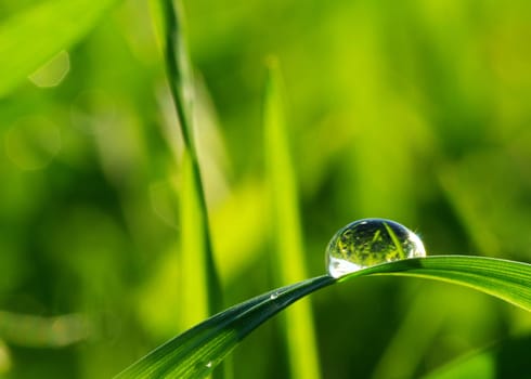 Dew drop on a blade of grass