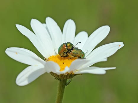 Silky fall beetles (Cryptocephalus sericeus) when mating on Margerite