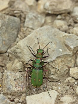 Field sand runner ( Cicindela campestris) at the mating