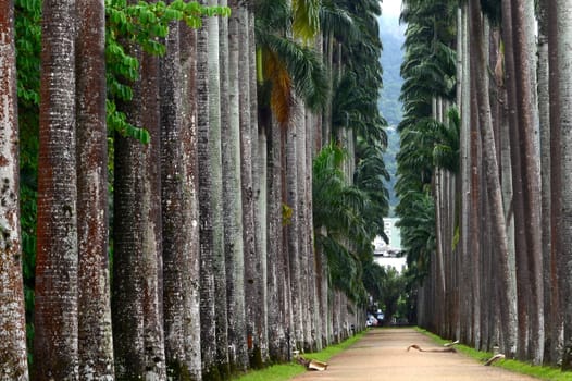 The Palm alley in The Botanical Garden in Rio de Janeiro, Brazil