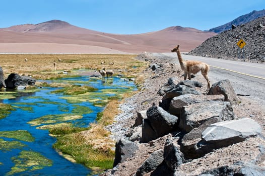 The photo was taken on the road through the Andes near Paso Jama, Chile-Argentina-Bolivia..Vicuña (Vicugna vicugna) or vicugna is wild South American camelid, which live in the high alpine areas of the Andes. It is a relative of the llama. It is understood that the Inca valued vicuñas for their wool..The vicuña is the national animal of Peru and Bolivia.