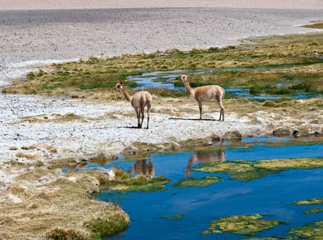 The photo was taken on the road through the Andes near Paso Jama, Chile-Argentina-Bolivia..Vicuña (Vicugna vicugna) or vicugna is wild South American camelid, which live in the high alpine areas of the Andes. It is a relative of the llama. It is understood that the Inca valued vicuñas for their wool..The vicuña is the national animal of Peru and Bolivia.