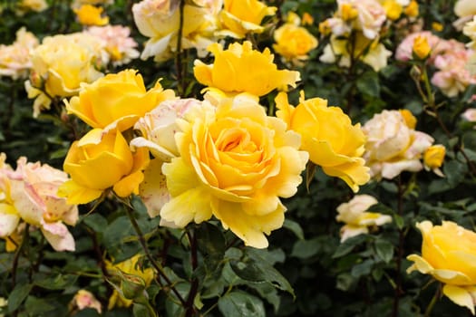 Noble rose yellow,close-up of the tea hybrid in a rose bed