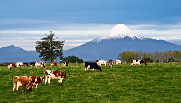 Idyllic landscape of Osorno Volcano, Lake Region, Chile