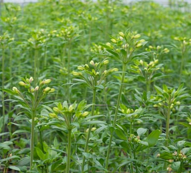 flower buds in a commercial greenhouse