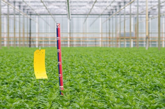 ruler between flower plants in a commercial greenhouse