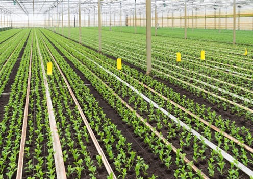 cultivation of young plants in a greenhouse