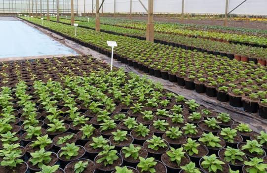 cultivation of young plants in a greenhouse