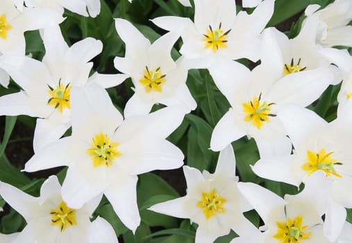 close-up of blooming white tulips