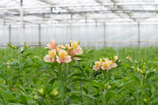blooming flowers in a commercial greenhouse