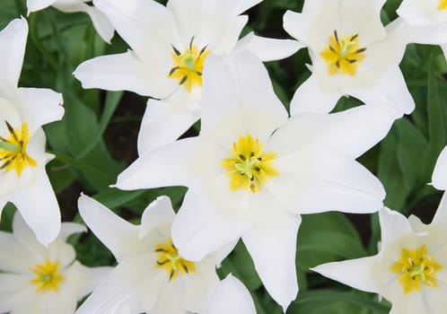 close-up of blooming white tulips