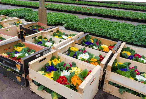 crates with primula flowers in a greenhouse ready for sale