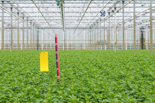 ruler between flower plants in a commercial greenhouse