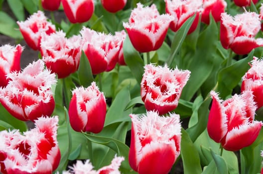 red with white tulips with typical fringed edge