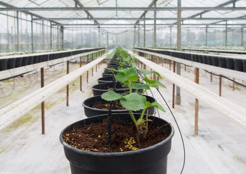 row of young plants in planters inside a greenhouse