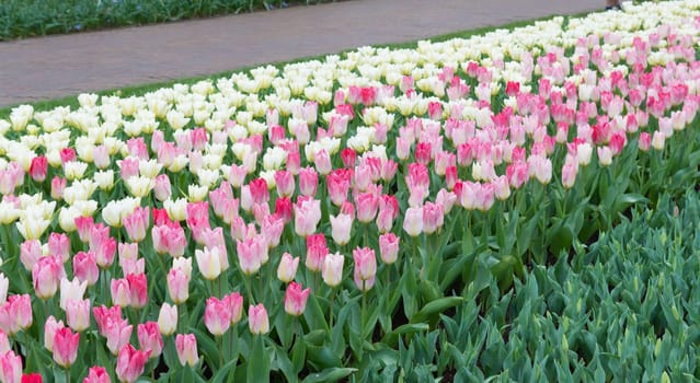 white and pink tulips in a row