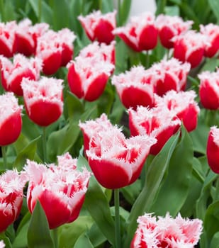 red with white tulips with typical fringed edge