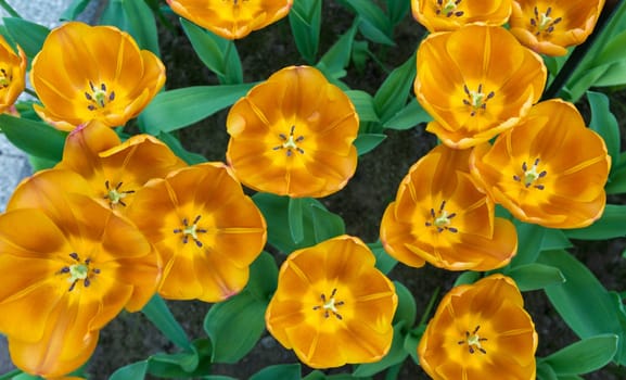bird view of some golden tulips